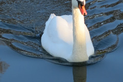 Swan